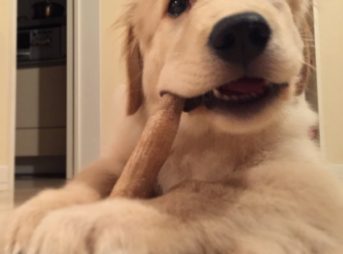 生後３ヶ月半ゴールデンレトリーバー