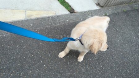 散歩開始ゴールデン・レトリーバー子犬