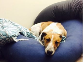 ヨギボーソファと犬