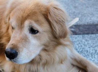ゴールデン・レトリーバーの里親