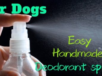 犬の消臭スプレー