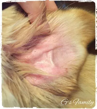 生後8ヶ月　耳　湿疹