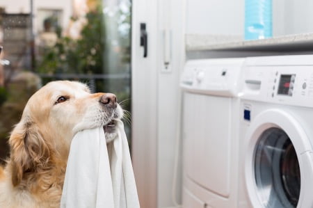 洗濯機で洗える犬用品