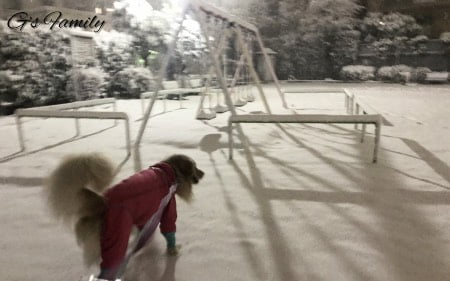 ゴールデン・レトリーバーセナ3歳1ヶ月雪遊び
