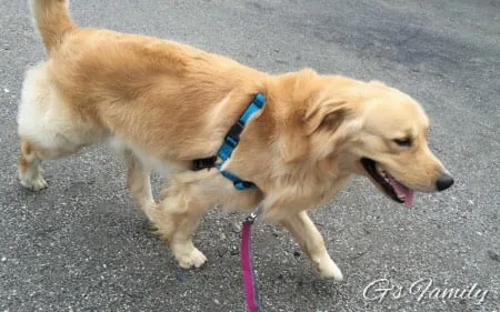 イージーウォークハーネス