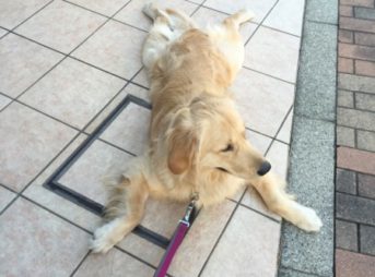 動物病院の帰り