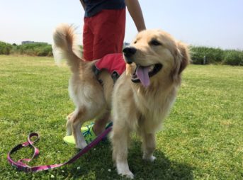 河川敷でパパと遊ぶゴールデン・レトリーバーセナ1歳4ヶ月