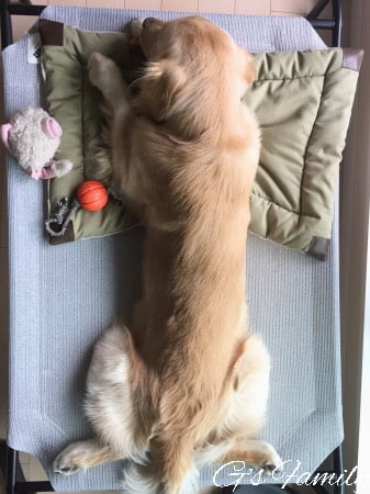 大型犬用ベッドドッグコット