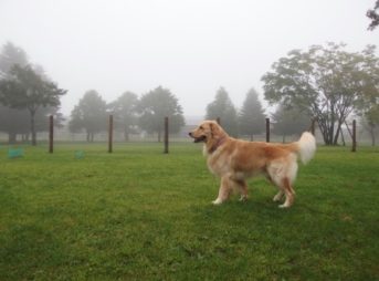 ゴールデン・レトリーバーセナ2歳8ヶ月軽井沢にて