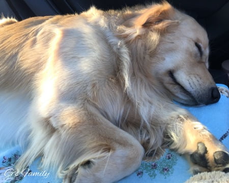 ワフで遊んだ後、車の中で寝るセナ