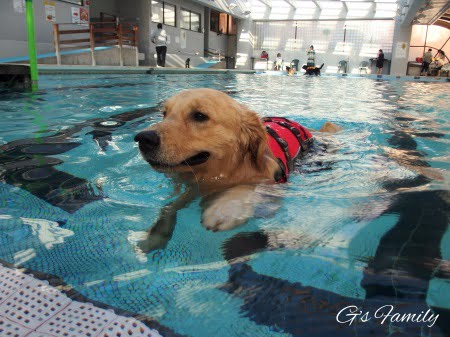 ドッグリゾートワフのプールで楽しそうに泳ぐゴールデン・レトリーバーセナ1歳10ヶ月
