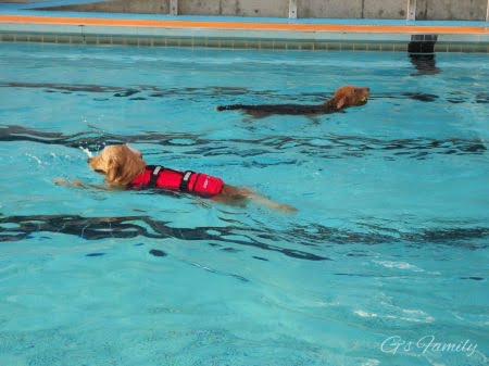 ドッグリゾートワフのプールで楽しそうに泳ぐゴールデン・レトリーバーセナ1歳10ヶ月