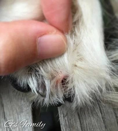 犬の指間炎治療アポキル服用記録2016年11月