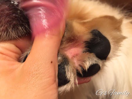 犬の指間炎治療記録2016年9月9日前足