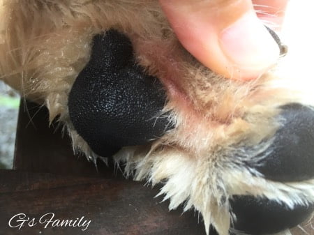 犬の指間炎治療アポキル記録2016年9月13日