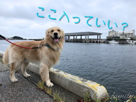 犬と三崎港へ