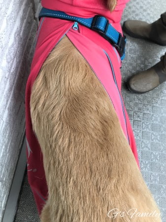 ニューレインドッグガード・アルファアイコン大型犬XLサイズ