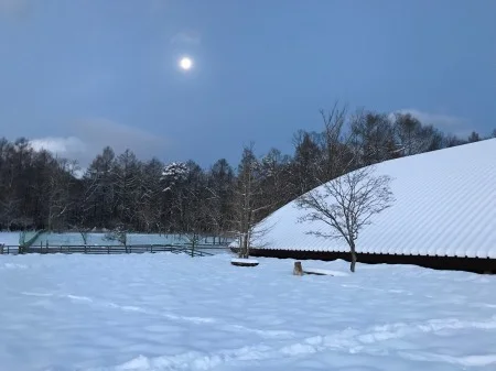 山中湖ドッグリゾートワフ・雪遊び