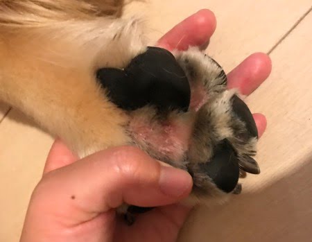 犬の指間炎とアポキル錠2017年7月4日