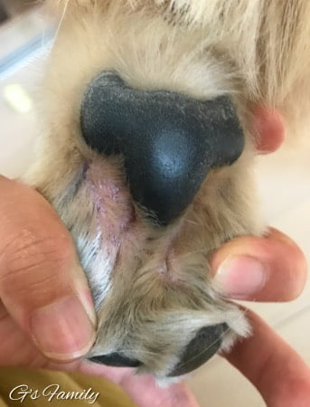 犬の指間炎2017年7月15日