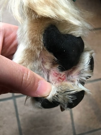 2018年5月9日犬の指間炎左手