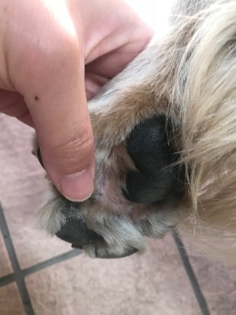 2018年5月14日犬の指間炎左手