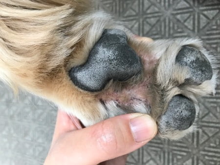 2018年5月22日犬の指間炎左手