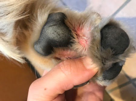 2018年5月27日犬の指間炎左手