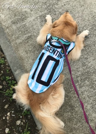 大型犬の犬服・サッカーユニフォー
