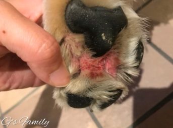 左前足指間炎20180915