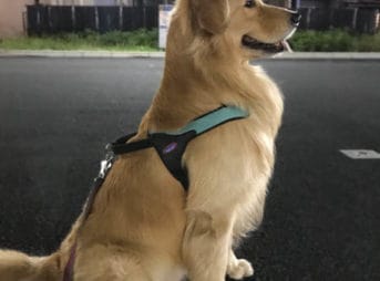 ゴールデン・レトリーバーセナ3歳8ヶ月