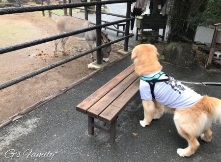 犬連れ伊豆シャボテン動物公園