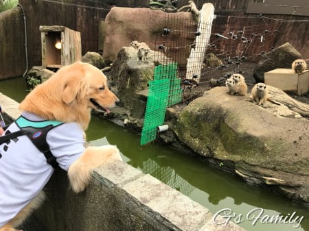 犬連れ伊豆シャボテン動物公園・カピパラ