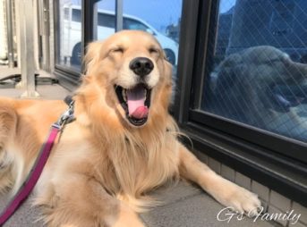 ゴールデン・レトリーバーセナ4歳1ヶ月