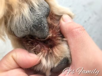 指間炎毛の変色