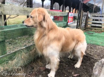 ゴールデン・レトリーバーセナ4歳2ヶ月