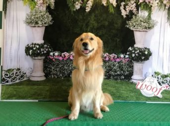 ゴールデン・レトリーバーセナ4歳3ヶ月