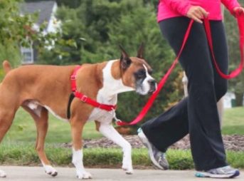 引っ張り防止イージーウォークハーネスのサイズ