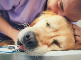 犬の内視鏡検査