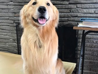 ゴールデン・レトリーバーセナ4歳4ヶ月