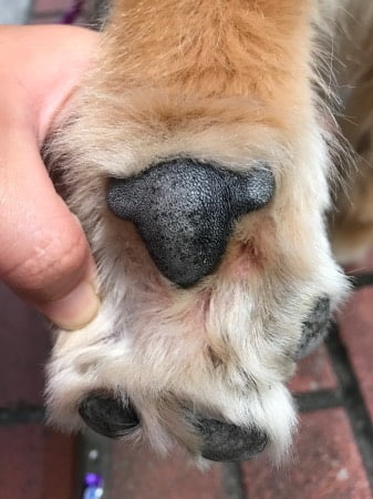 犬の指間炎とアポキル