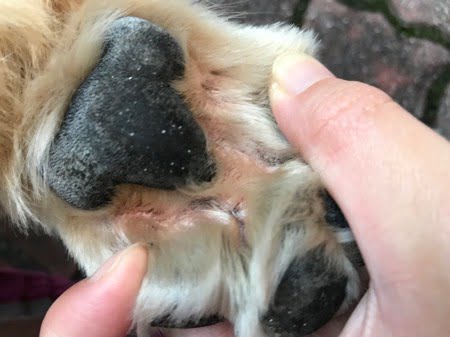 犬の指間炎とアポキル