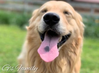 ゴールデン・レトリーバーセナ4歳5ヶ月