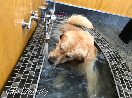 カーロリゾート鬼怒川湯わんの犬用風呂