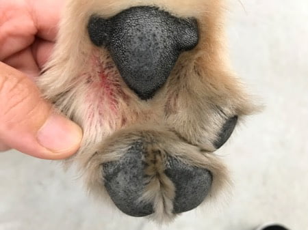 犬の指間炎
