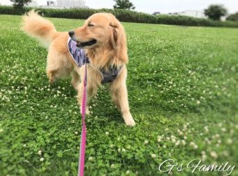 ゴールデン・レトリーバーセナ4歳6ヶ月