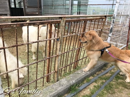 犬と鬼怒川旅行(大笹牧場)