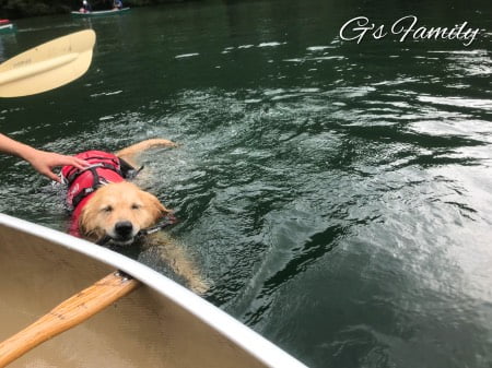 玉淀湖で犬とカヌー体験