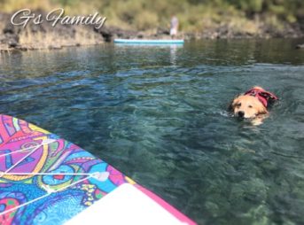 ゴールデン・レトリーバーセナ4歳9ヶ月