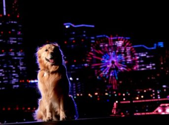 横浜大桟橋での夜景ショットGolden Retrieverセナ